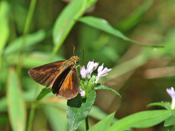 Dukes' Skipper